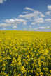 France, a field of rape in Boisemont