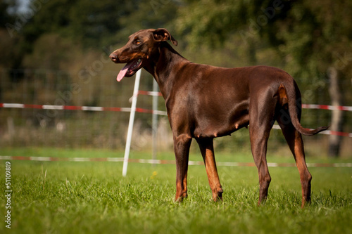 Photo: Dobermann braun, Hündin Dobermann braun, Hündin