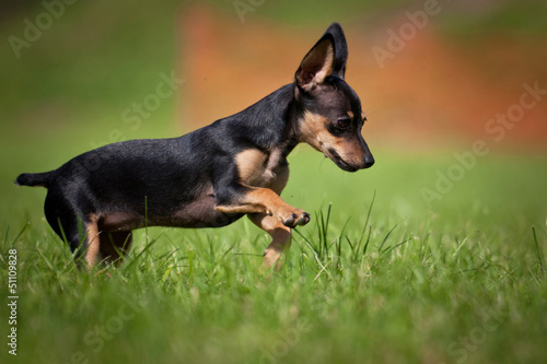 Photo: Prager Rattler Welpe Prager Rattler Welpe