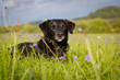 Mischlingshund