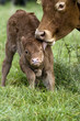 Newborn