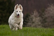 Berger Blanc Suisse