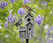 Photo: Birds On A Bird House Birds On A Bird House