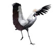 Grey Crowned Crane