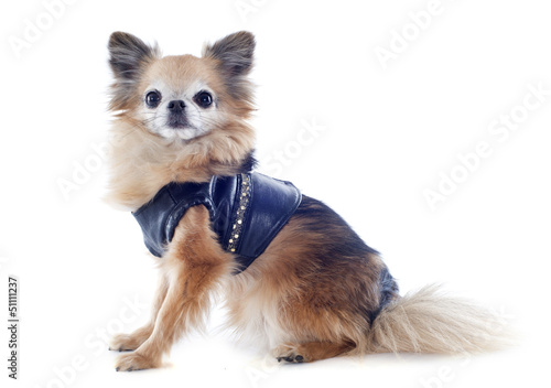 Photo: dressed chihuahua dressed chihuahua