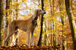 Saluki im Wald