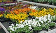 potted flowers with petals multicolor for sale in a greenhouse o
