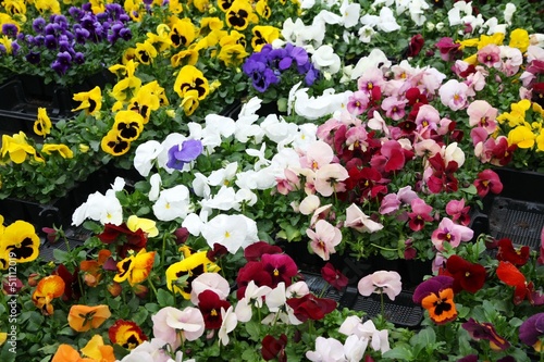 Photo: flowers with petals multicolor for sale in a greenhouse of a flo flowers with petals multicolor for sale in a greenhouse of a flo