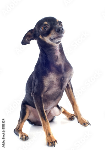 Photo: senior miniature pinscher senior miniature pinscher
