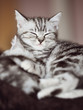 Katzenbaby Schlafend