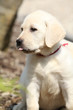 Adorable labrador retriever puppy