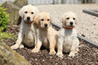 Adorable labrador retriever puppies sitting in line
