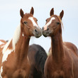 Two young horses together on pasturage