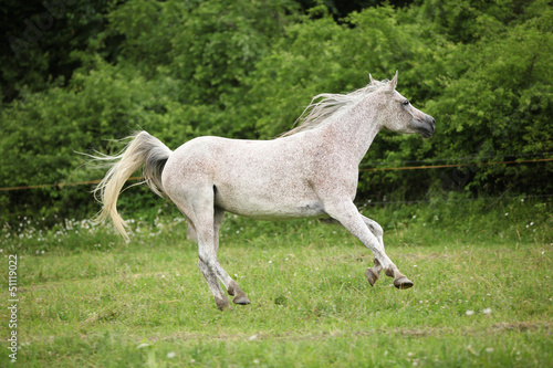Photo: White Arabian mare running in front of green background White Arabian mare running in front of green background