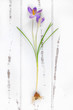 Spring crocus with bulb on a wooden background