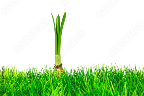 Photo: Young narcissus on fresh green grass isolated on white Young narcissus on fresh green grass isolated on white