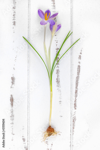 Photo: Spring crocus with bulb on a wooden background Spring crocus with bulb on a wooden background