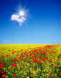 Field Of Flowers