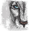 Hand drawn Sketch of a lion looking intently at the camera