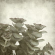 textured old paper background