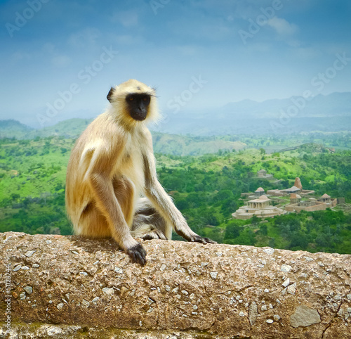 Photo: Kumbhalgarh Monkey Kumbhalgarh Monkey