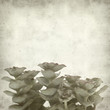 textured old paper background