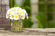 Foto: Kleiner Blumenstrauß, Gänseblümchen, Bellis perennis Kleiner Blumenstrauß, Gänseblümchen, Bellis perennis