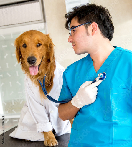 Photo: Dog as a vet Dog as a vet