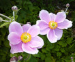 Photo: Two Japanese Anemone Flowers Two Japanese Anemone Flowers