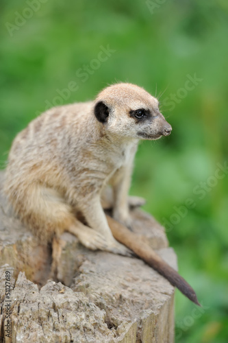 Photo: Meerkat standing upright and looking alert Meerkat standing upright and looking alert