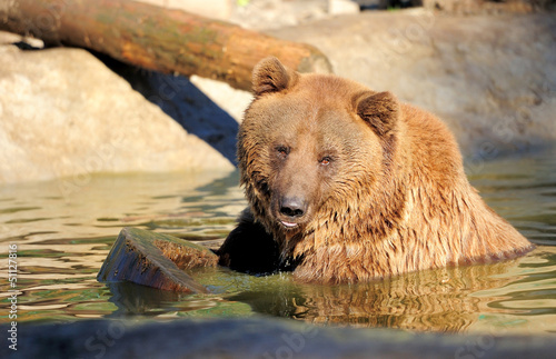 Photo: Brown bear Brown bear