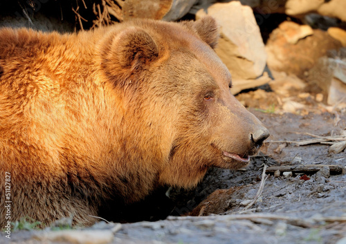 Photo: Brown bear Brown bear