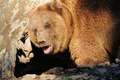 Photo: Brown bear Brown bear