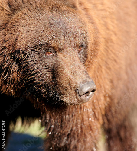 Photo: Brown bear Brown bear