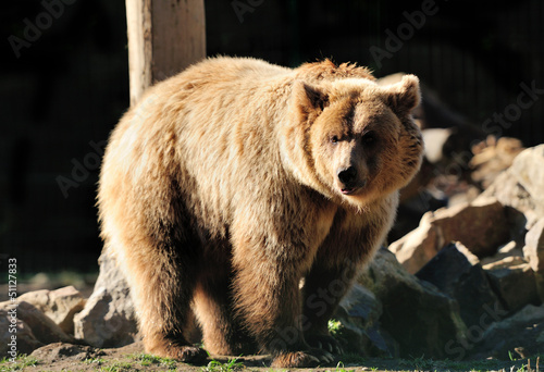 Photo: Brown bear Brown bear