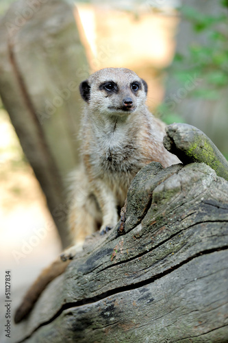 Photo: Meerkat standing upright and looking alert Meerkat standing upright and looking alert