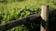 Wooden fence with grass