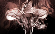 Illustration: Uterus Uterus