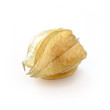 Physalis