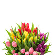 bouquet of fresh multicolor tulips