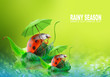 Two ladybugs floating on the pond.