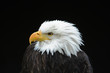 Weisskopfseeadler