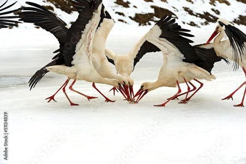 Photo: Storks Storks