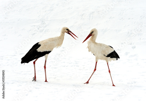 Photo: Storks Storks
