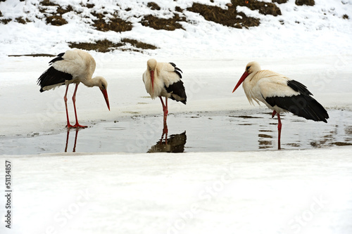 Photo: Storks Storks