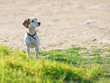Stray Dog
