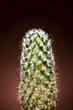 Cactus closeup vertical