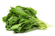 Fresh sorrel isolated on white