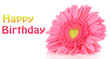 pink gerbera isolated on white