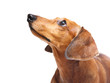 Dachshund Dog
